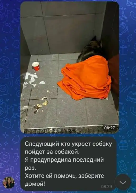 Управляющая пригрозила увольнением тем, кто будет укрывать собаку. Управляющая пригрозила увольнением тем, кто будет укрывать собаку.