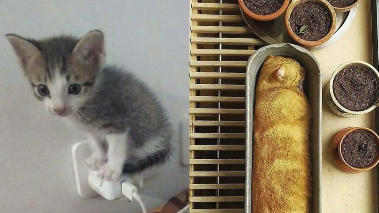 Кошки, которые нашли для себя самые удобные места.