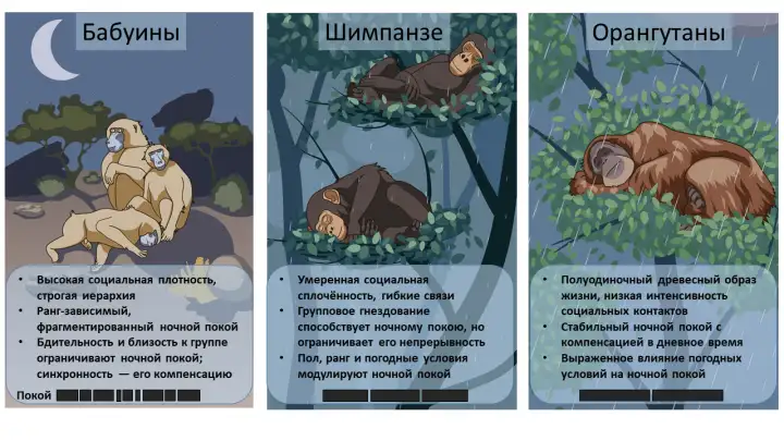 Сон у разных приматов.