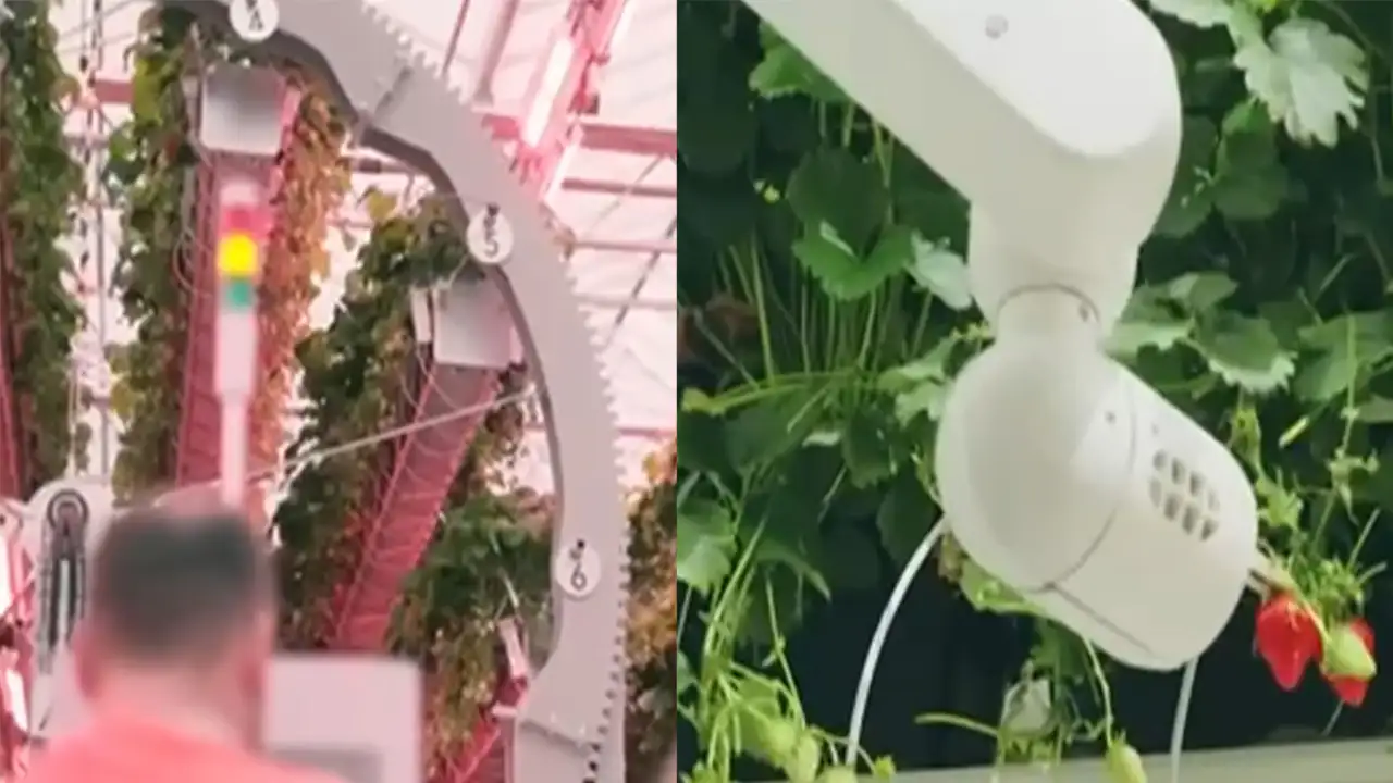 Теплица Dyson.