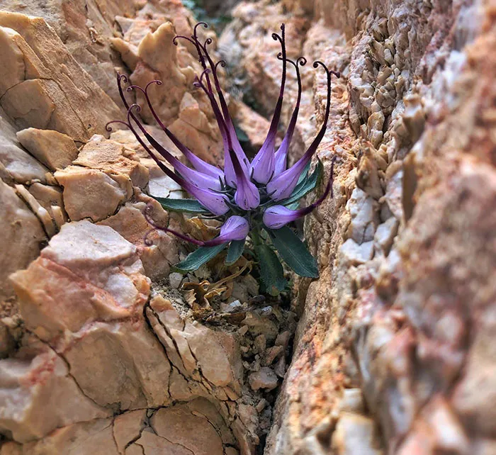 «Я нашел ультраредкий Physoplexis Comosa».