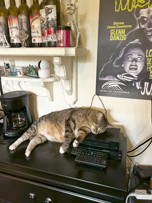 «1 кровать, 3 дивана в этом доме. Любимое место для сна Бетани, кабельная коробка...»