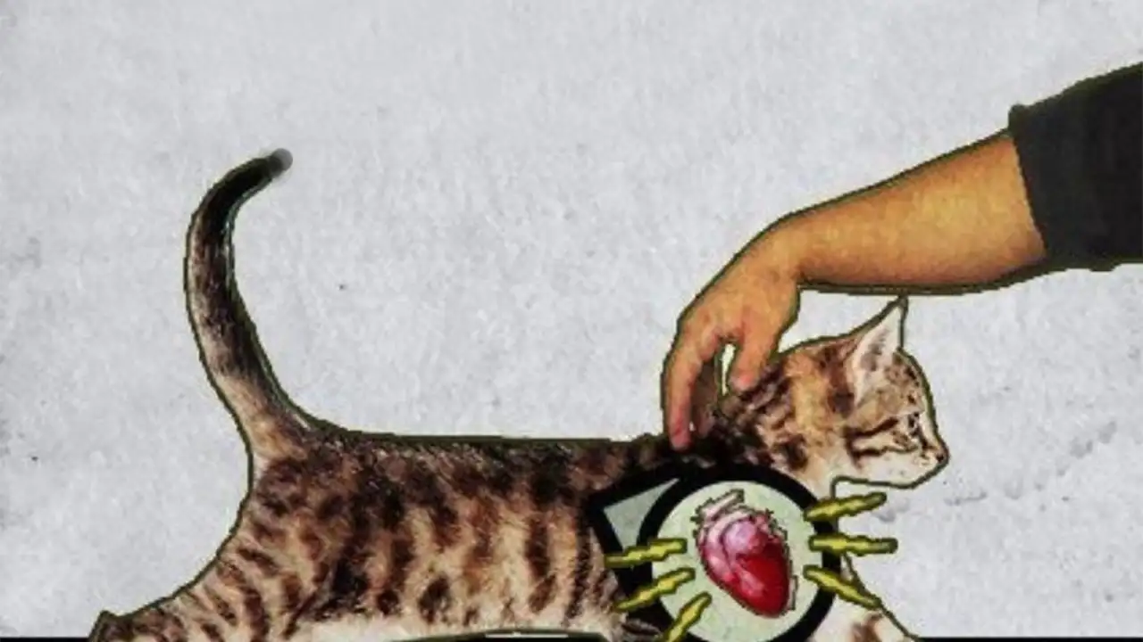 Кот и его мурлыканье.