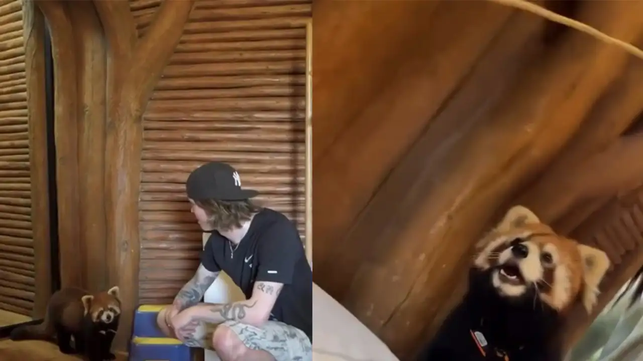 Красная панда.