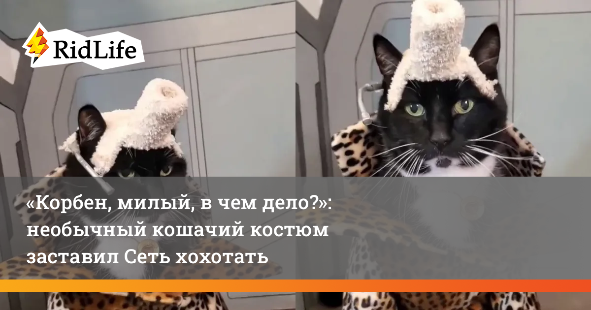 Весёлый, прикольный костюм для кота или кошки - Крылья настоящей летучей мыши, кошачий Бэтмен