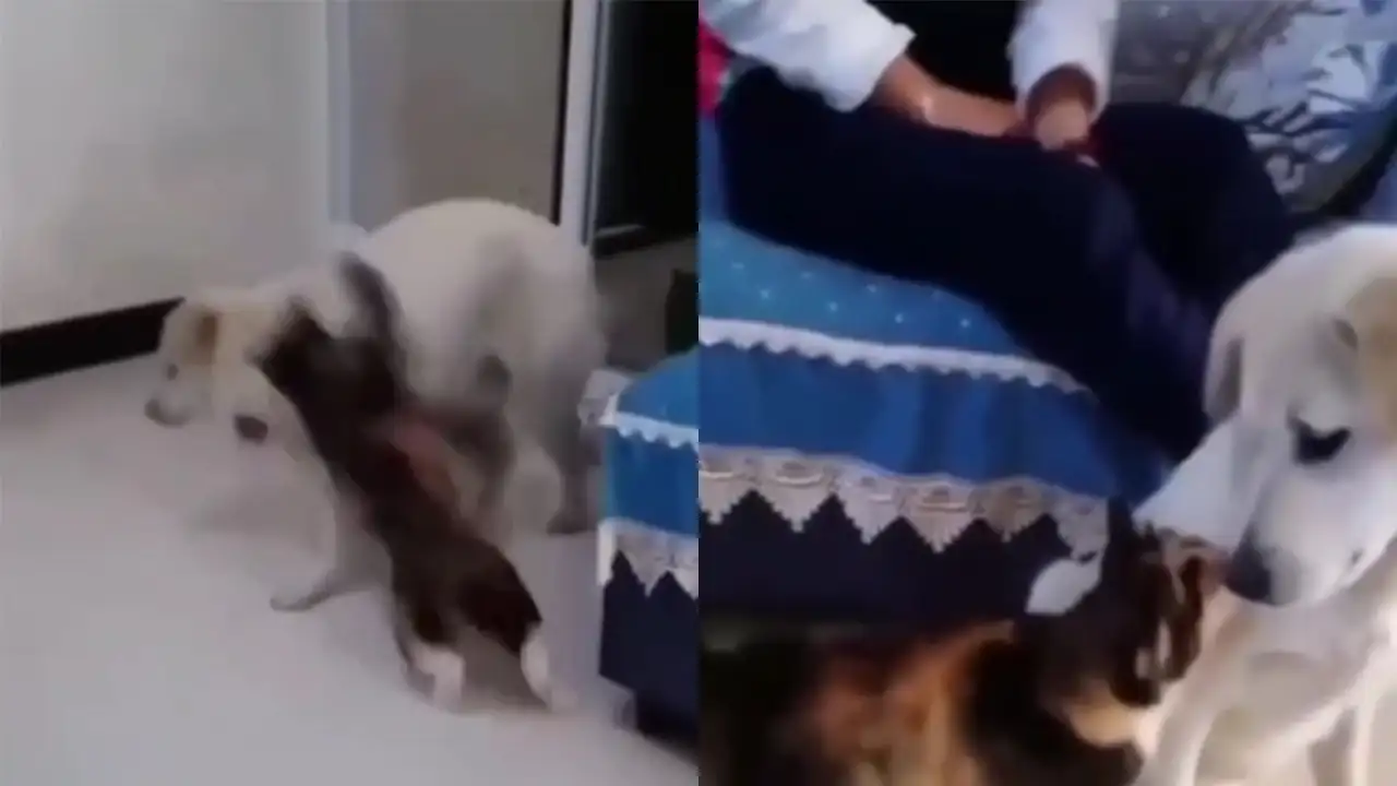 Пес и мама-кошка.