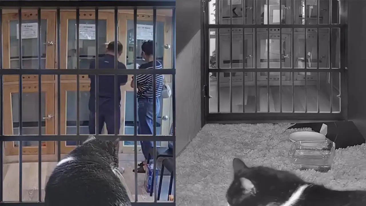 Кошка из приюта.