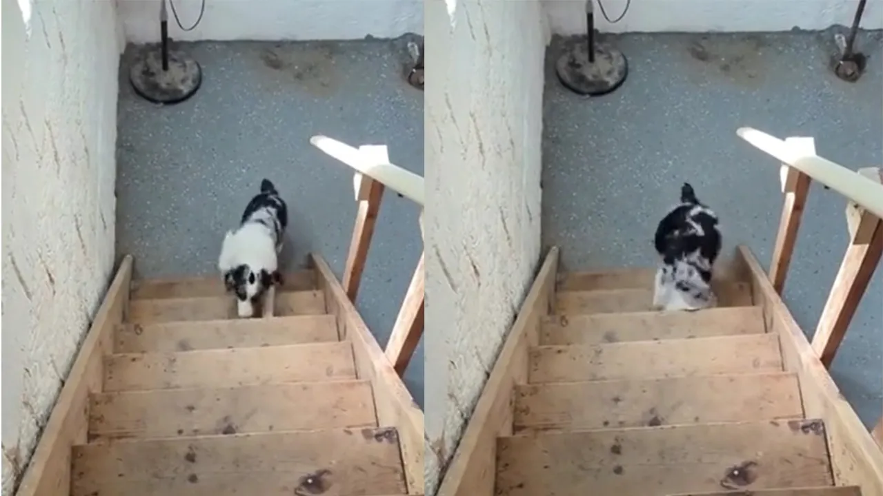 Песик забыл, как пользоваться лестницей.