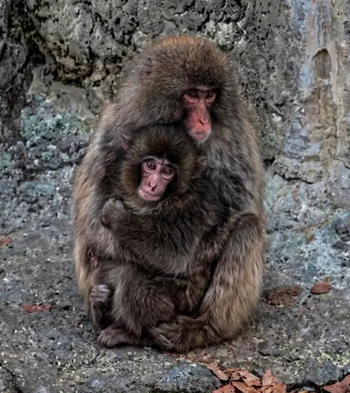 Панч с сородичем. Панч с сородичем.