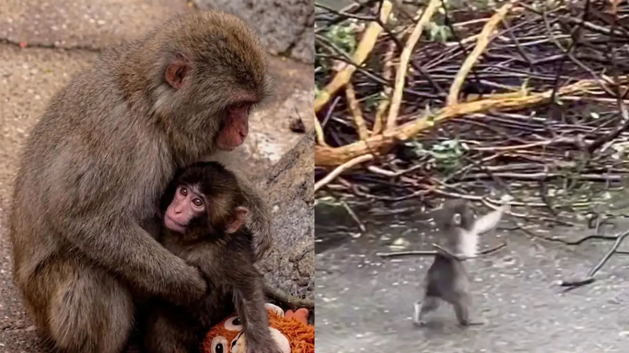 Панч в стае.