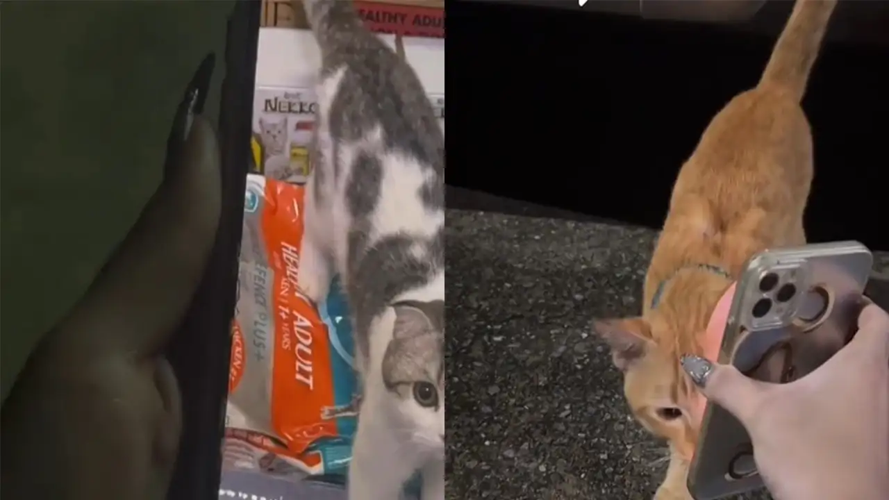 Уличные коты.