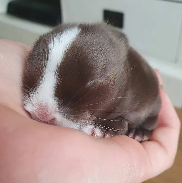 «Наш дремлющий Бисквит». «Наш дремлющий Бисквит».