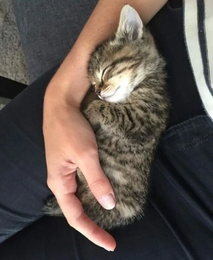 «Кошки на самом деле хотят вашей любви и привязанности». «Кошки на самом деле хотят вашей любви и привязанности».