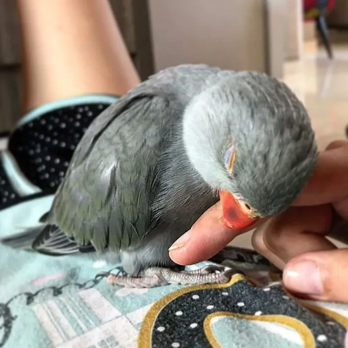 «Мне стало слишком комфортно, и теперь мне нужно вздремнуть». «Мне стало слишком комфортно, и теперь мне нужно вздремнуть».