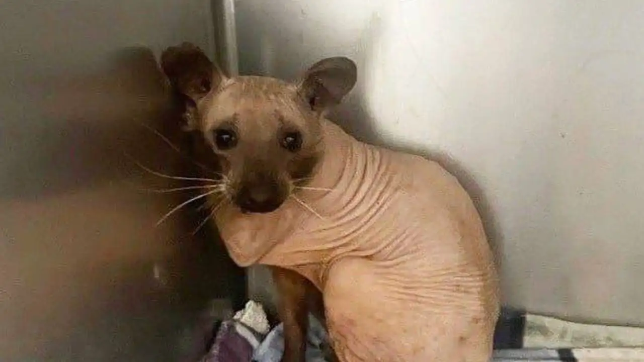 Енот без шерсти.