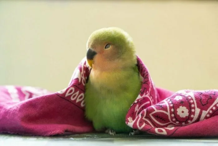 «Самый сонный маленький бандит в городе». «Самый сонный маленький бандит в городе».