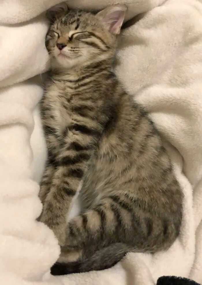 «Уиллоу заснула во время растяжки». «Уиллоу заснула во время растяжки».