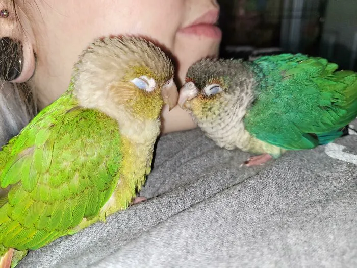 Милашки. Милашки.