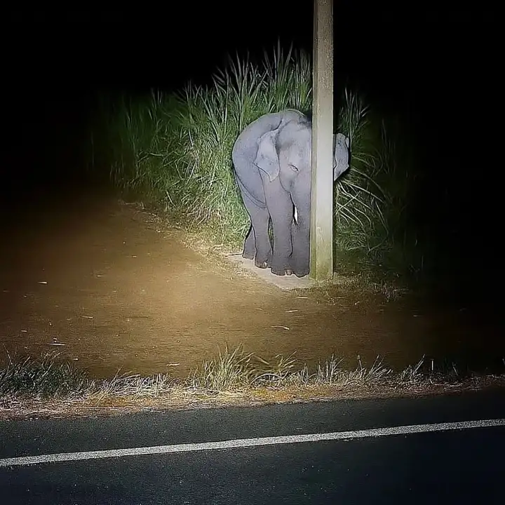 Слонёнок спрятался за столбом. Слонёнок спрятался за столбом.
