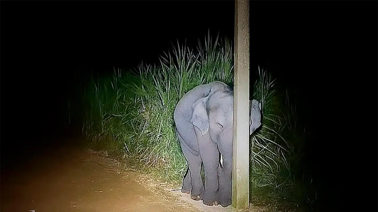 Слонёнок спрятался за столбом.