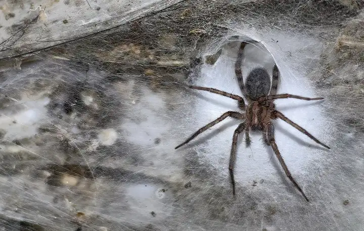 В ней обитает свыше 111 000 пауков.