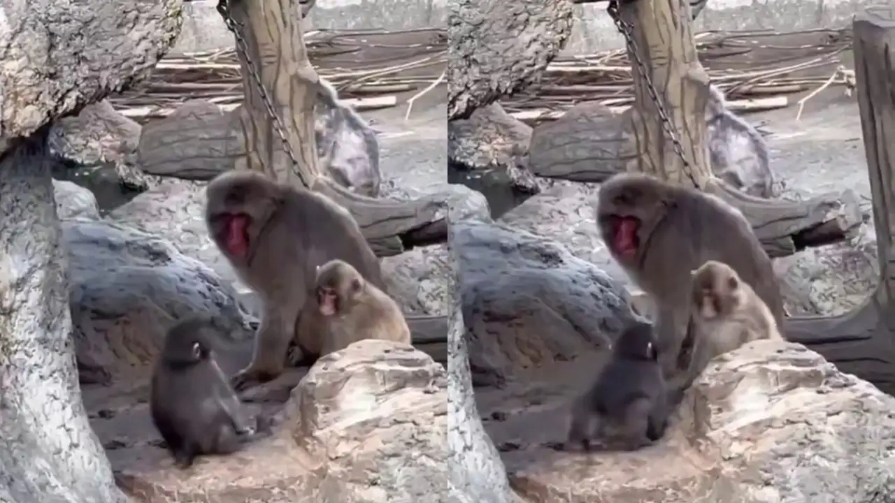 Малыш Панч отстаивает свои границы.