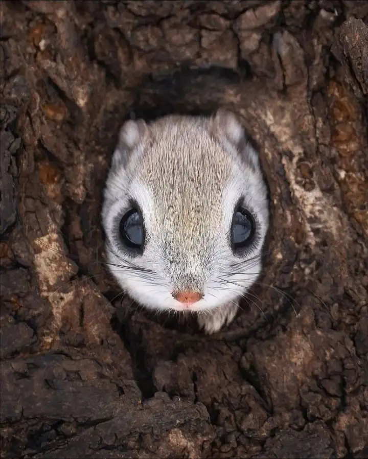 Сибирская белка-летяга.