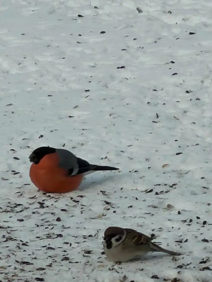 А вот и результаты бабулиной щедрой кормежки. А вот и результаты бабулиной щедрой кормежки.