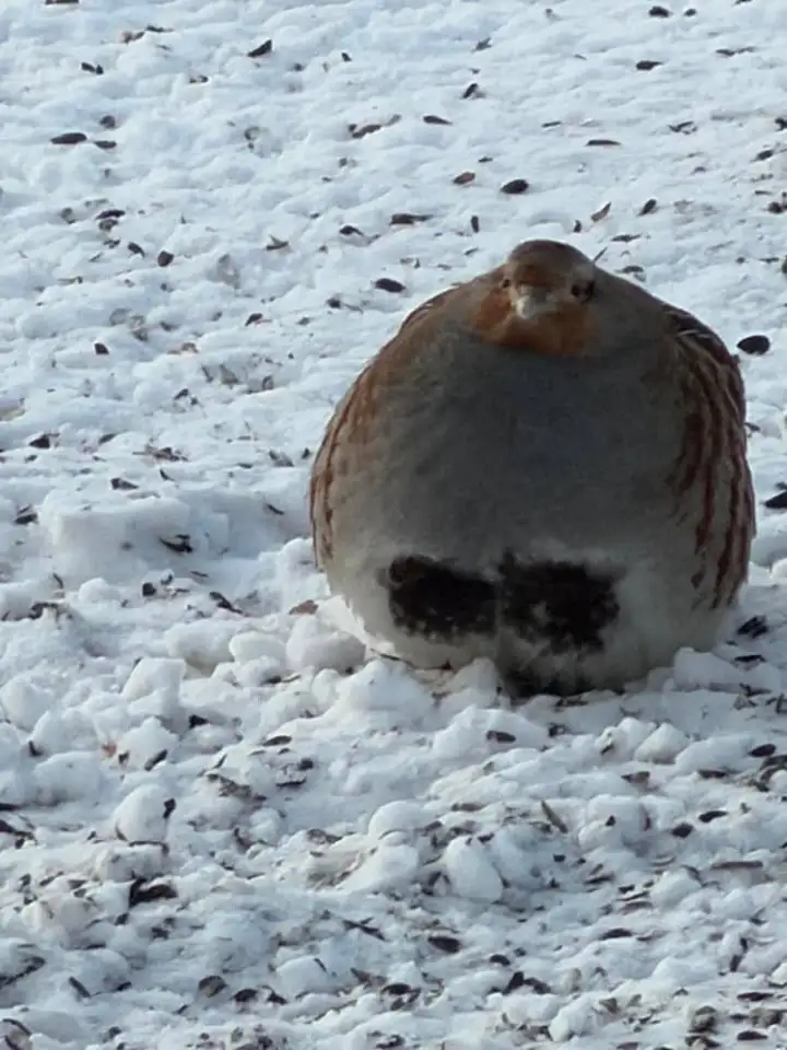 Ну разве не прелесть? Ну разве не прелесть?