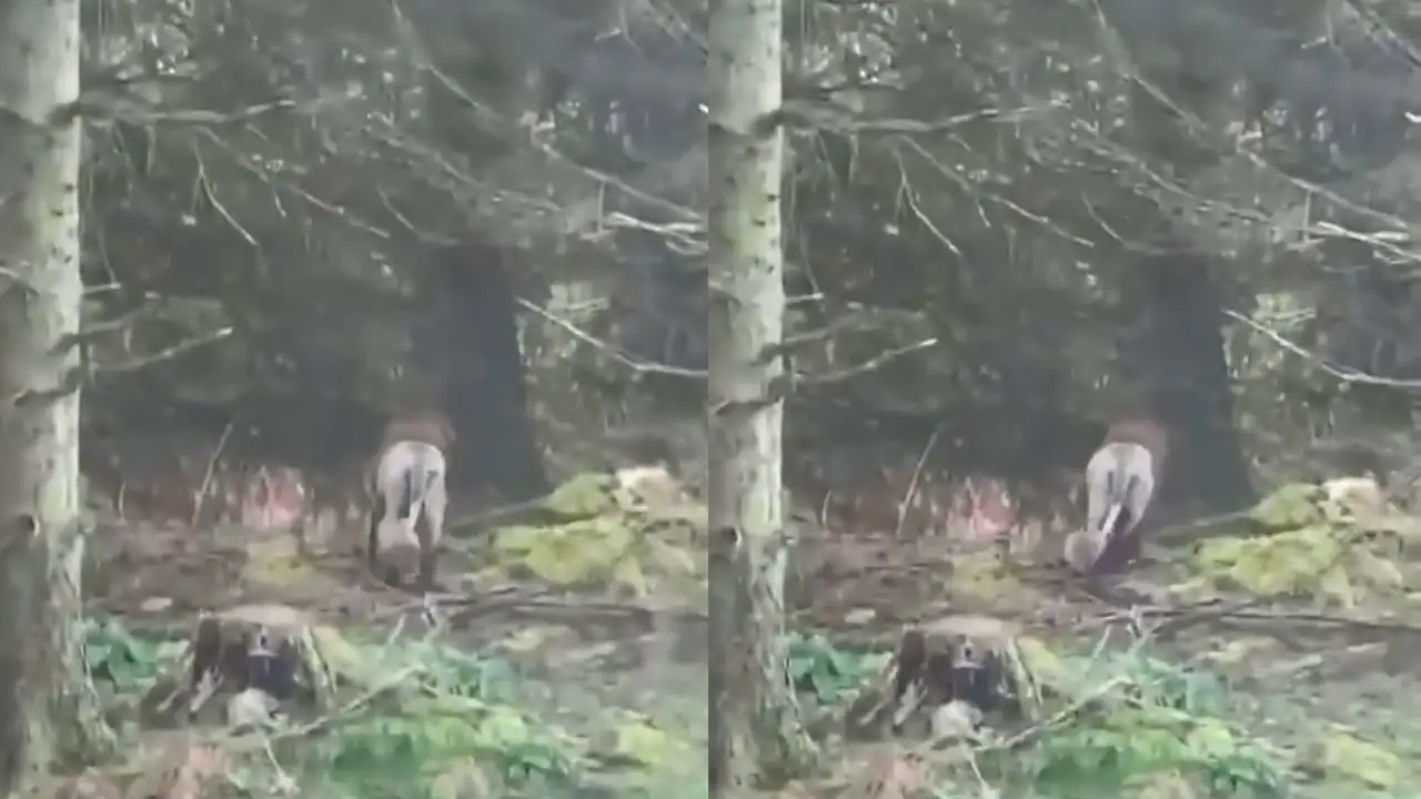 Тот самый убегающий «лев».