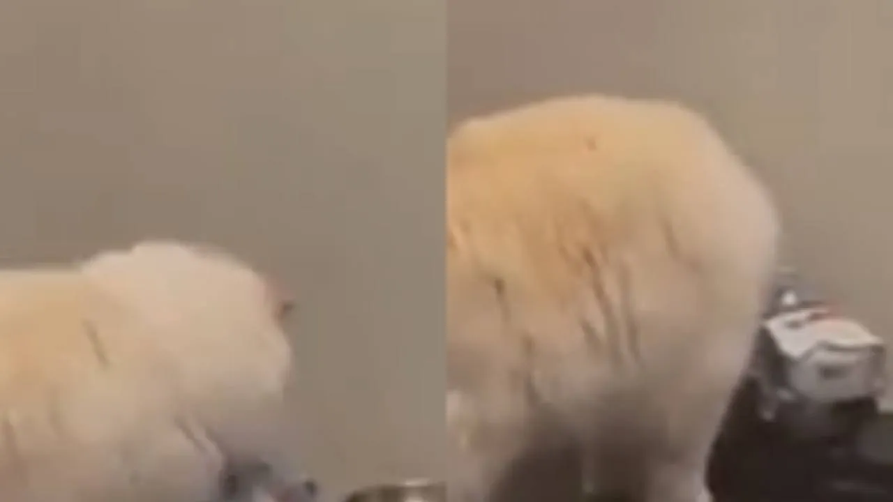 Котик положил пачку в миску..