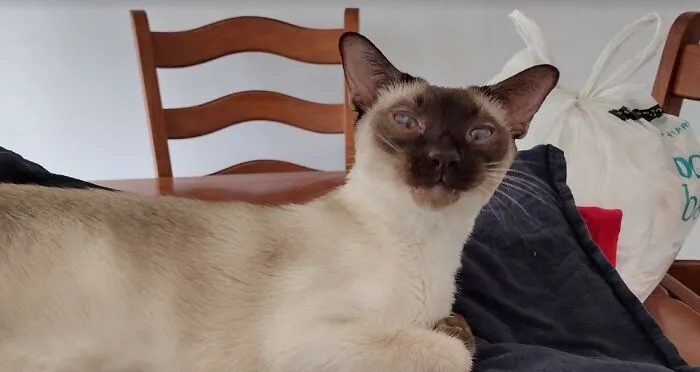 «Я не знаю, что означает это выражение „лица“, но оно очень смешное».