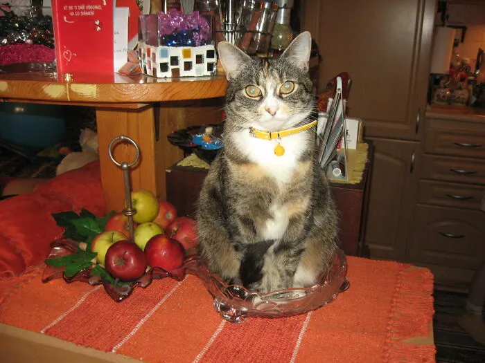 «Лучшее место для этой пушистой попы».