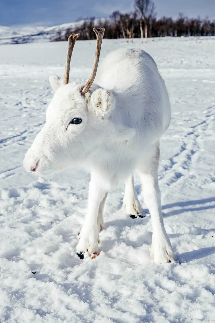 Чрезвычайно редкий житель Норвегии — белый северный олененок.