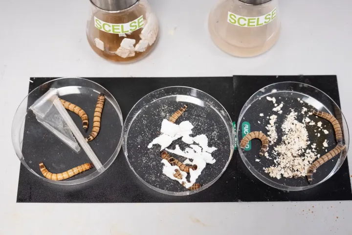 Две группы червей употребляли пластик, а контрольная группа — овсянку.