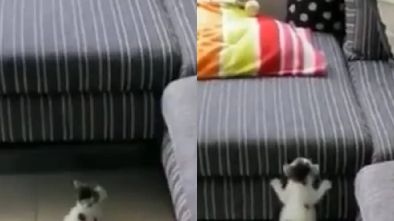 Котенок карабкается на диван.