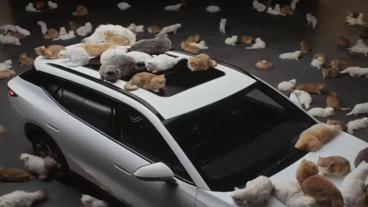 Котики на машине.