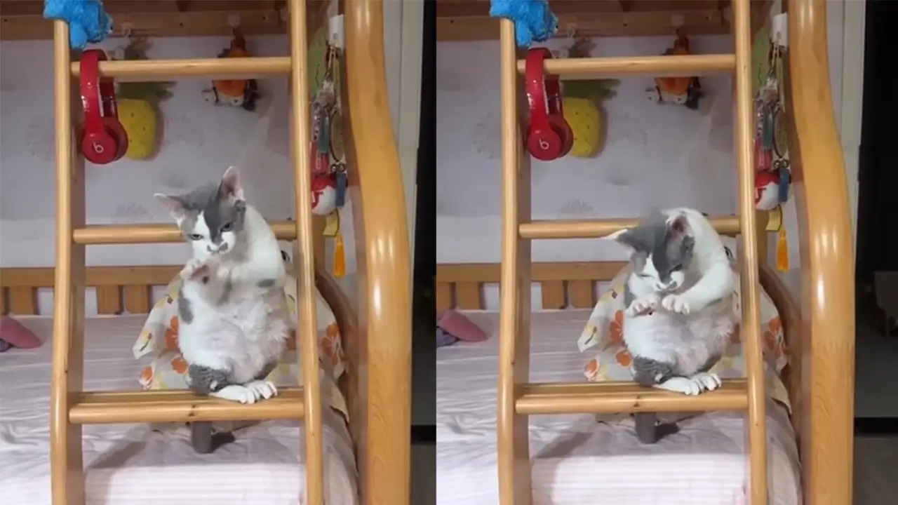 Кот-колдун.