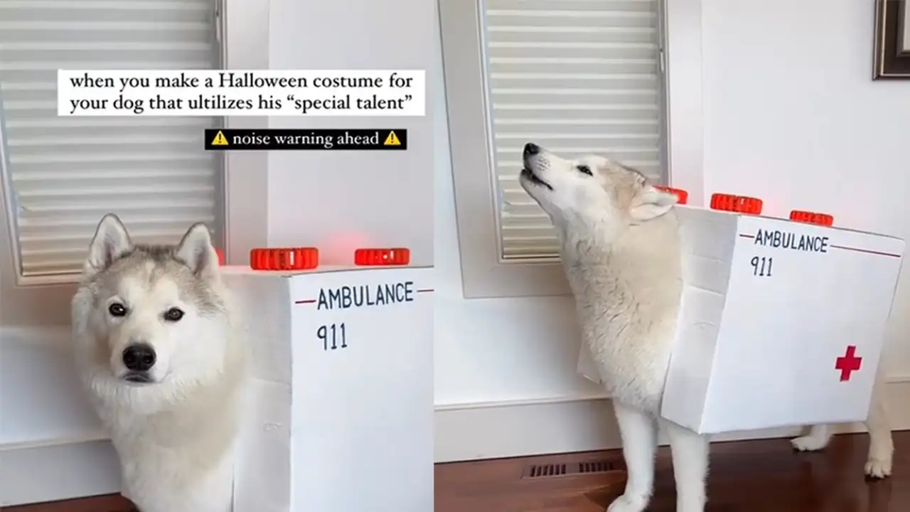 Хаски в костюме.