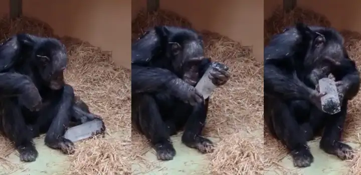 Шимпанзе исследует кристалл. Шимпанзе исследует кристалл.