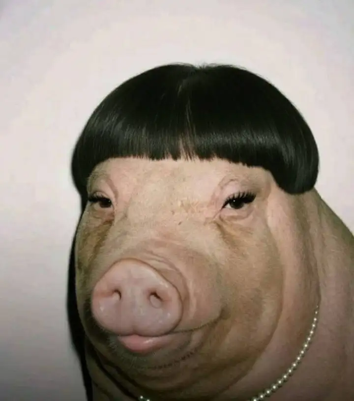 Хрюша только что из салона. Хрюша только что из салона.