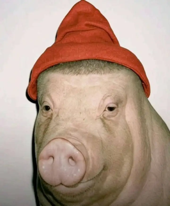 Хрюша-зумер. Хрюша-зумер.