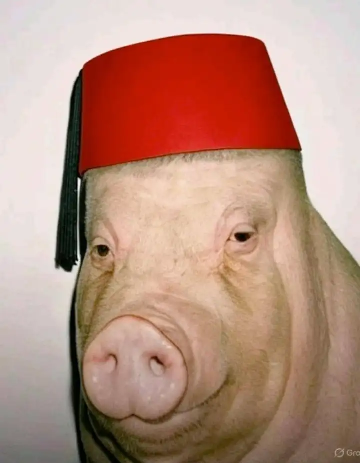 Хрюша-турок. Хрюша-турок.