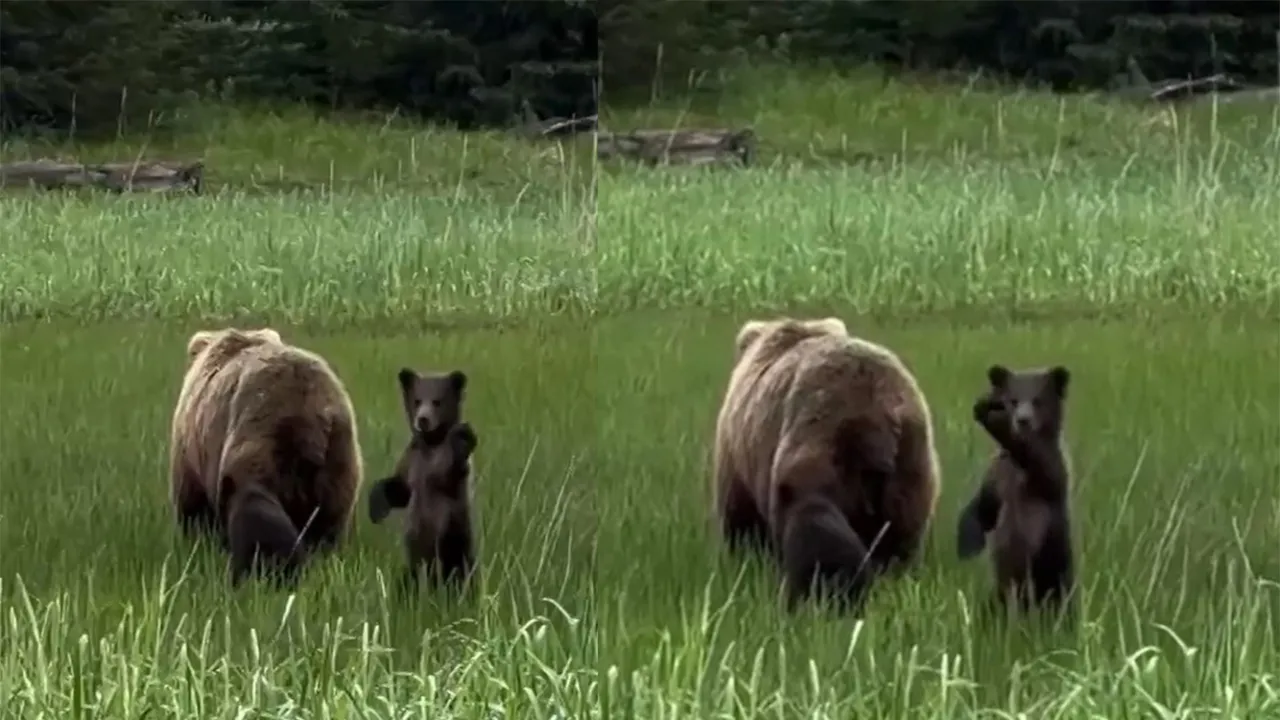 Медвежонок.