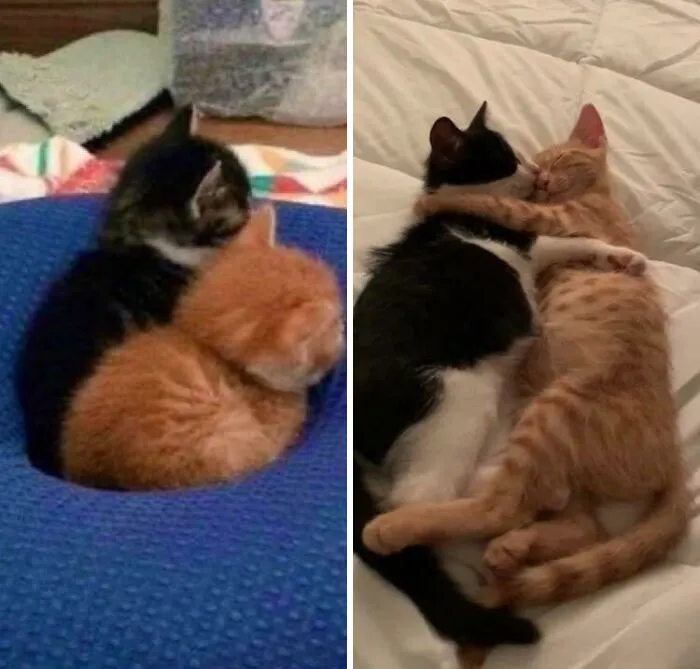 «Как это началось и сейчас». 