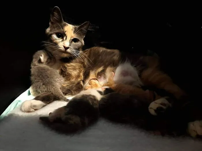 Мадонна с котятами.