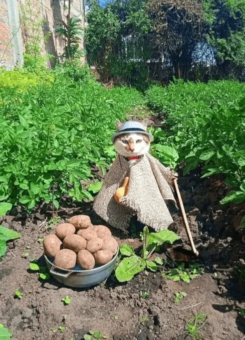 «Не хочешь купить картошки?»