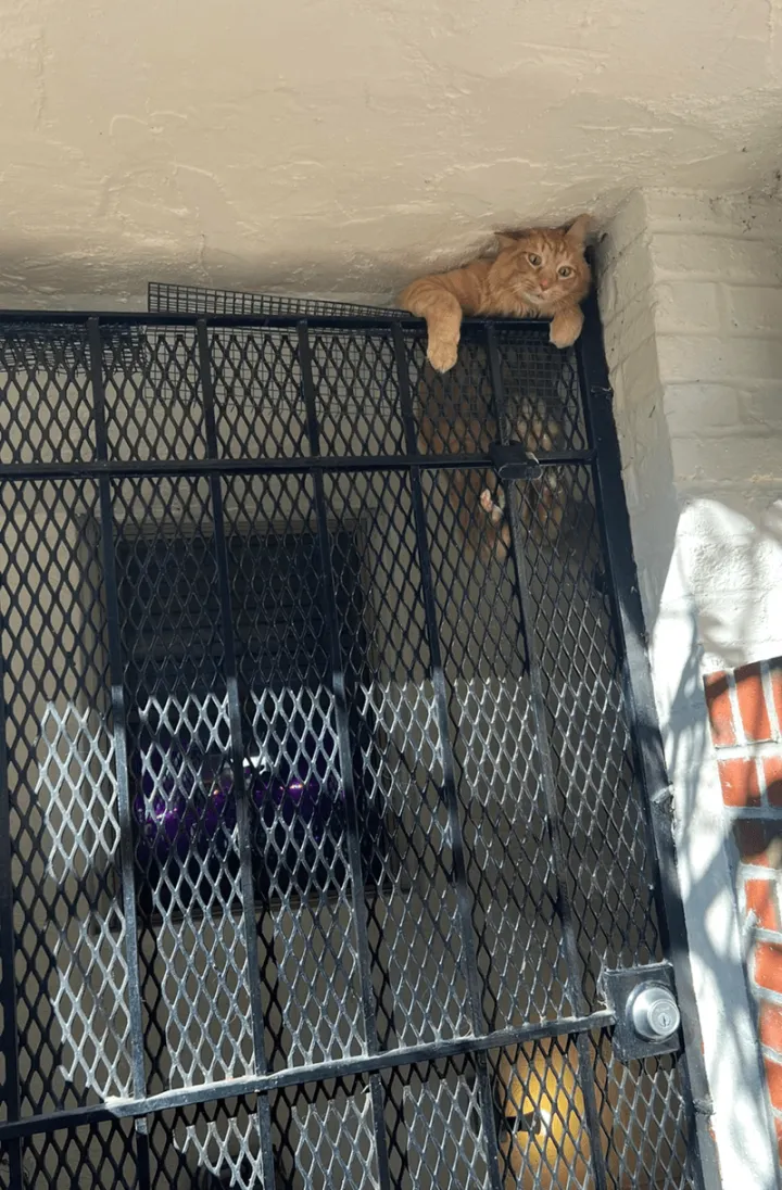 «Оторвался от книги и увидел моего мальчика в таком состоянии».