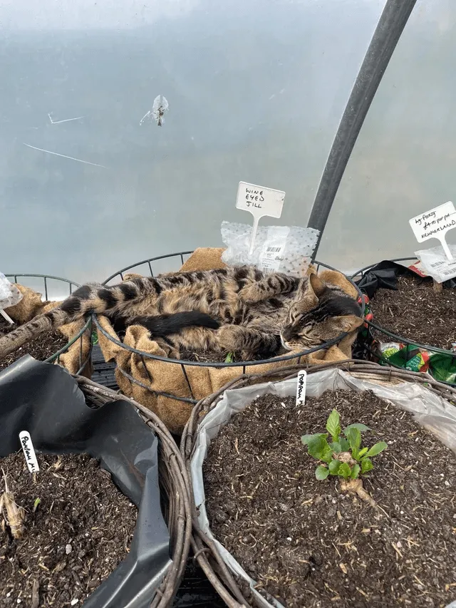 «Должен ли я спросить сотрудника садового центра, что это за растение?»