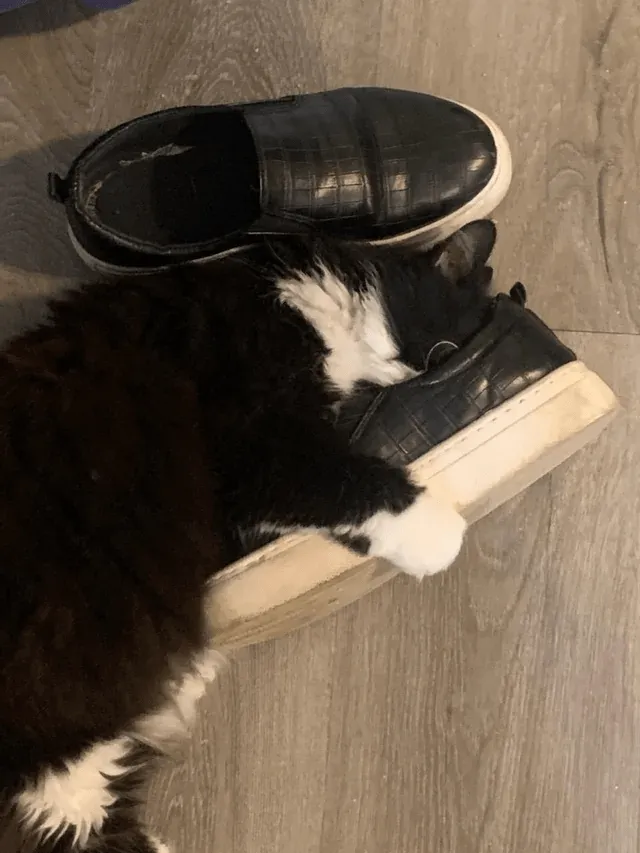 «Есть ли у ваших кошек какие-нибудь странные привычки?»